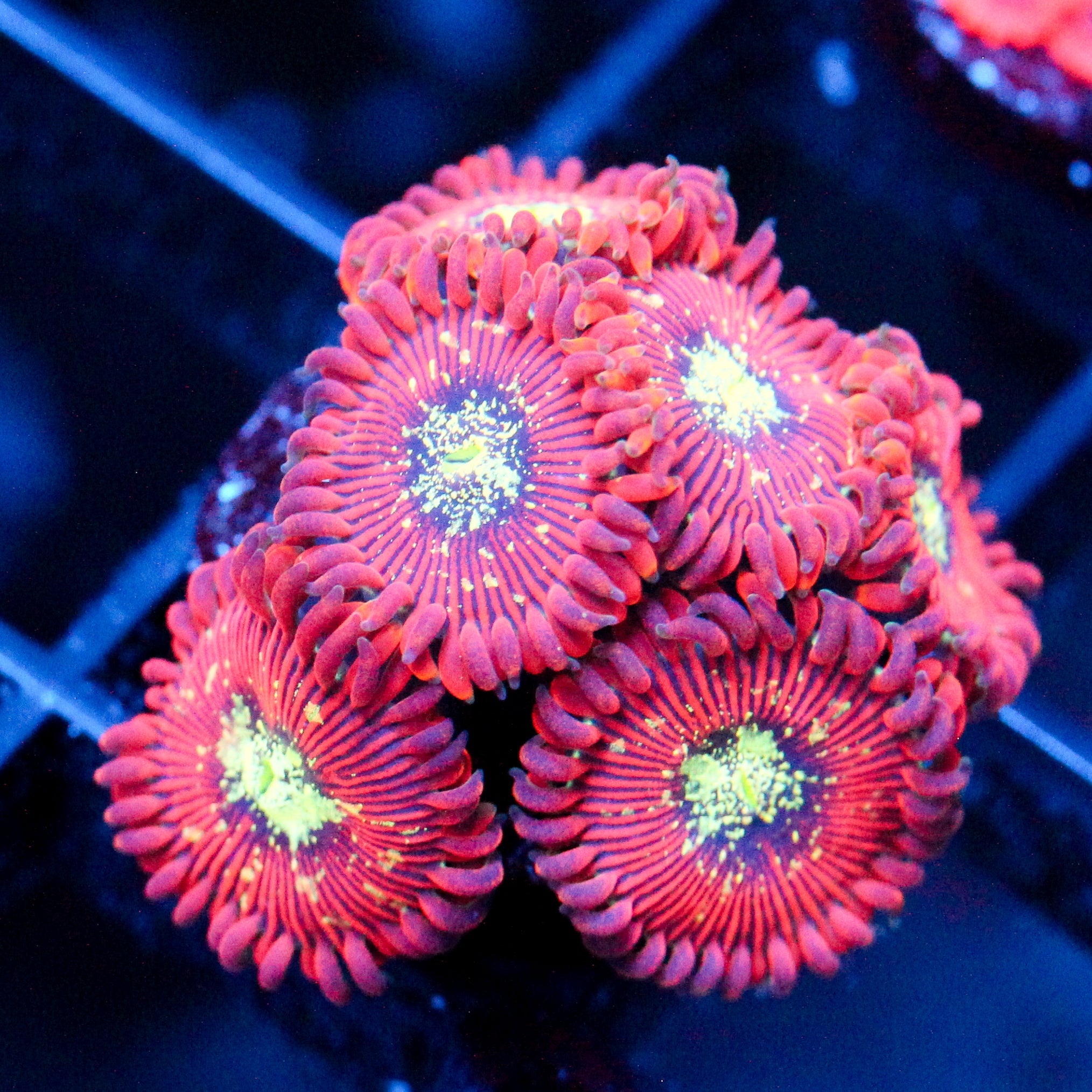 JC Magician's Zoanthid