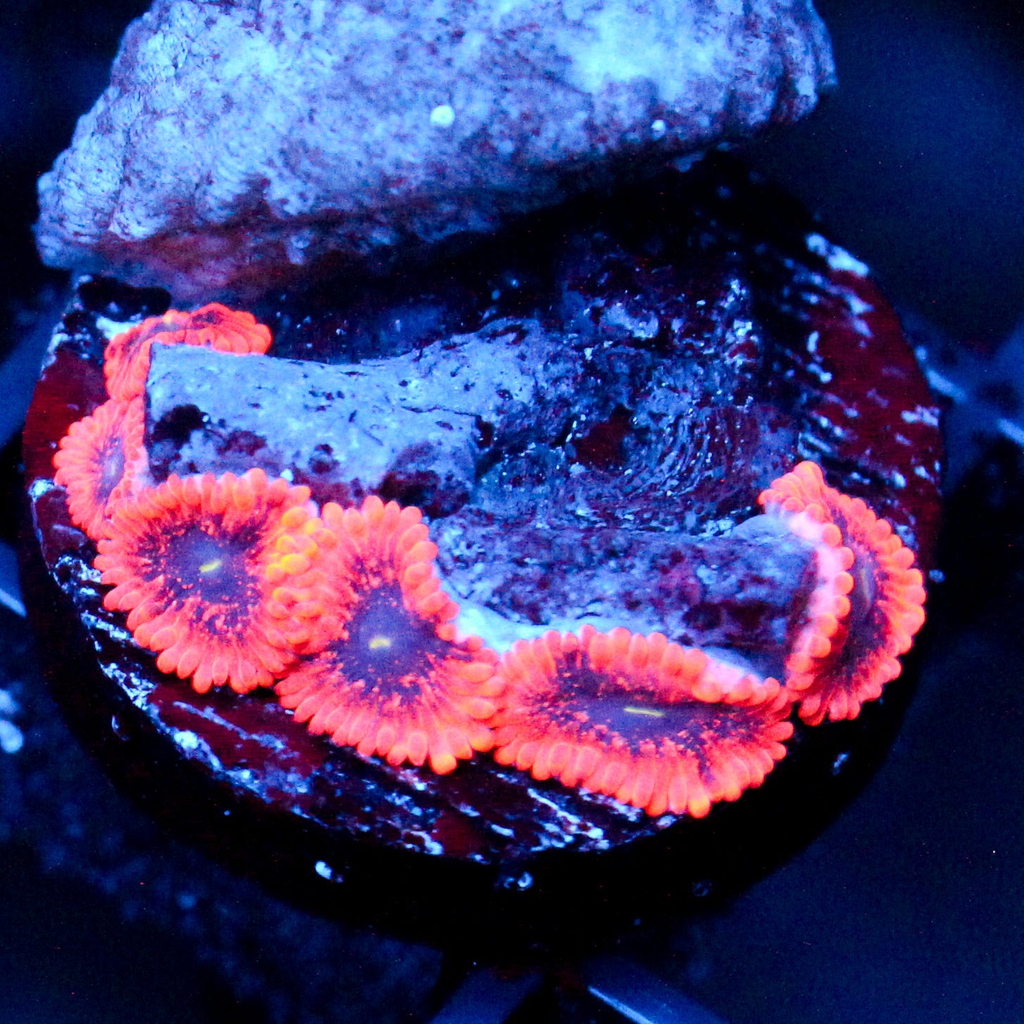 JC Utter Typhloshion Zoanthid