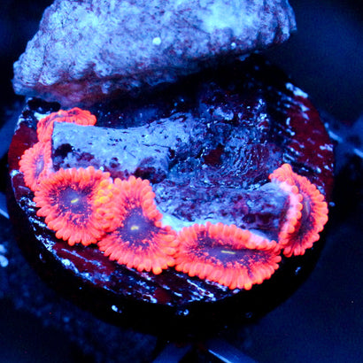 JC Utter Typhloshion Zoanthid