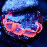 JC Utter Typhloshion Zoanthid