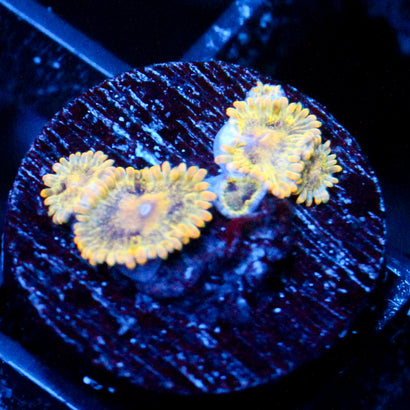 JC Midas Entourage Zoanthid