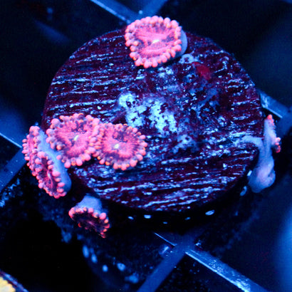 JC Purple Empress Zoanthid