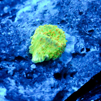 JC Chicken Pox Discosoma Baby