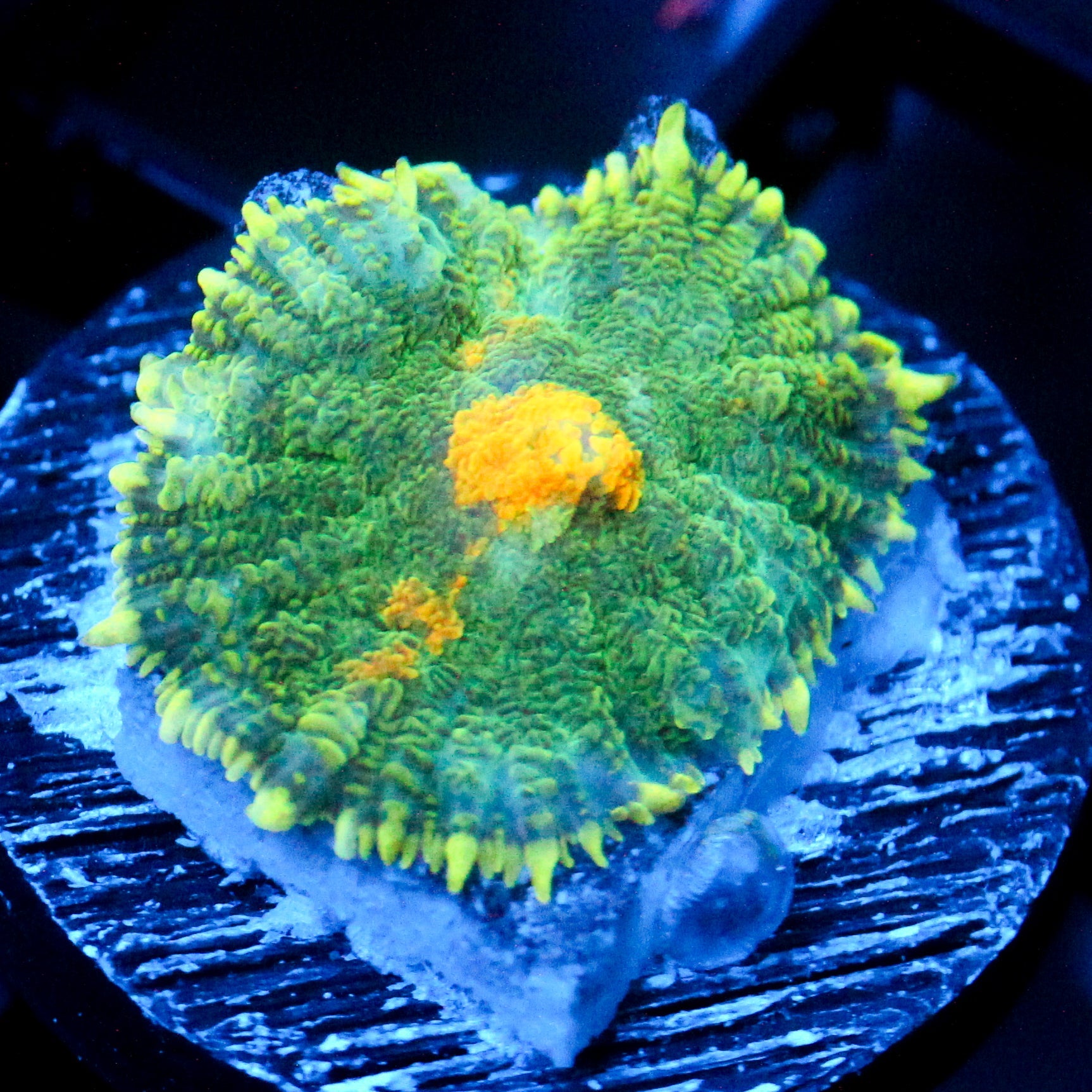 JC Cheetos theif Rhodactis