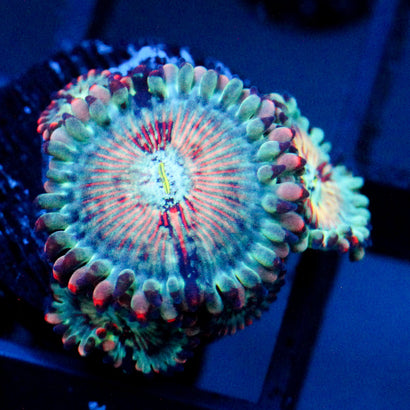 JC White Zombie Zoanthid