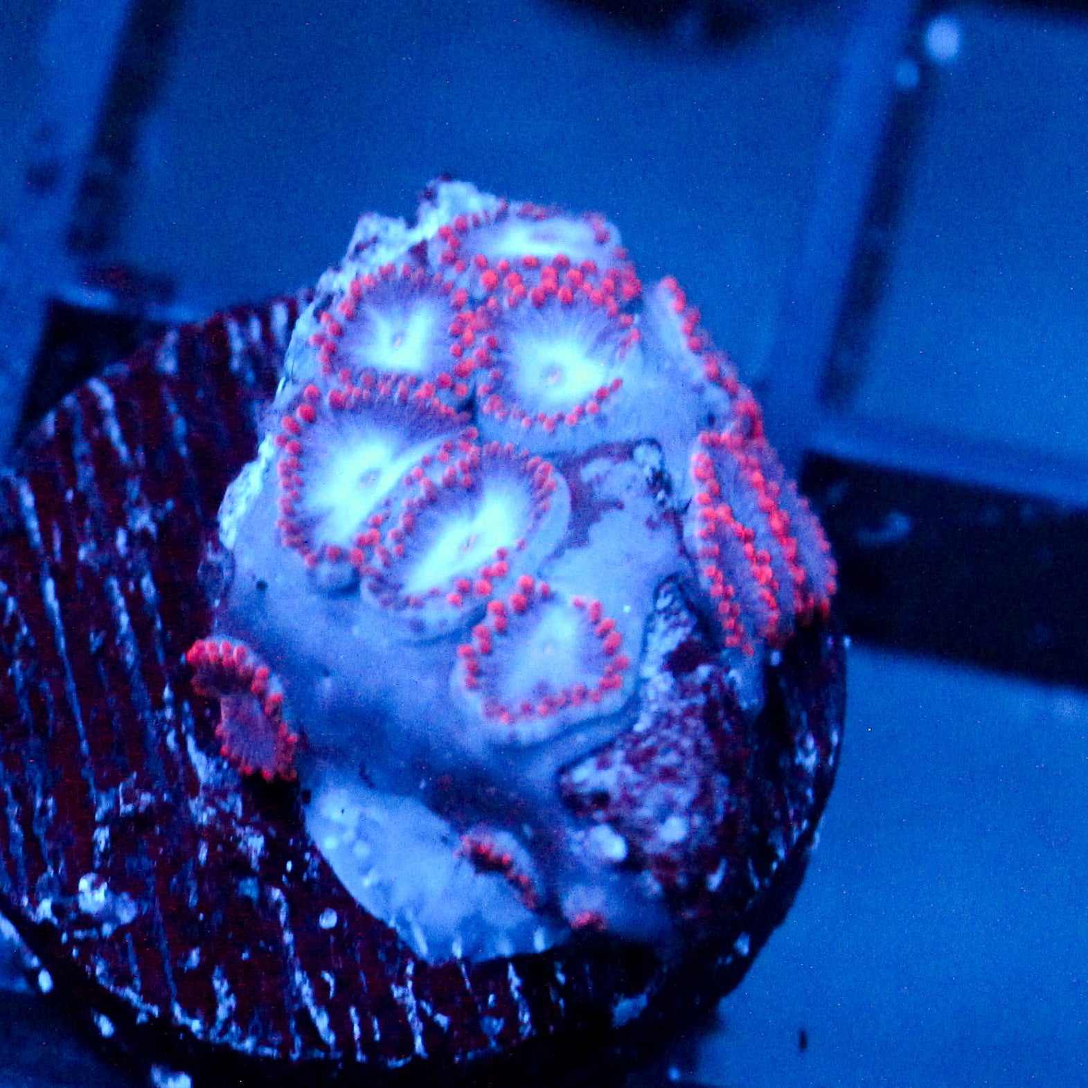 JC Molten Sulfer Zoanthid