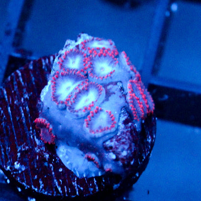 JC Molten Sulfer Zoanthid