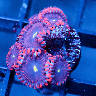 JC Purple People Eater Zoanthid
