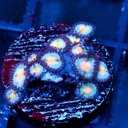 JC Blue Raven Zoanthid