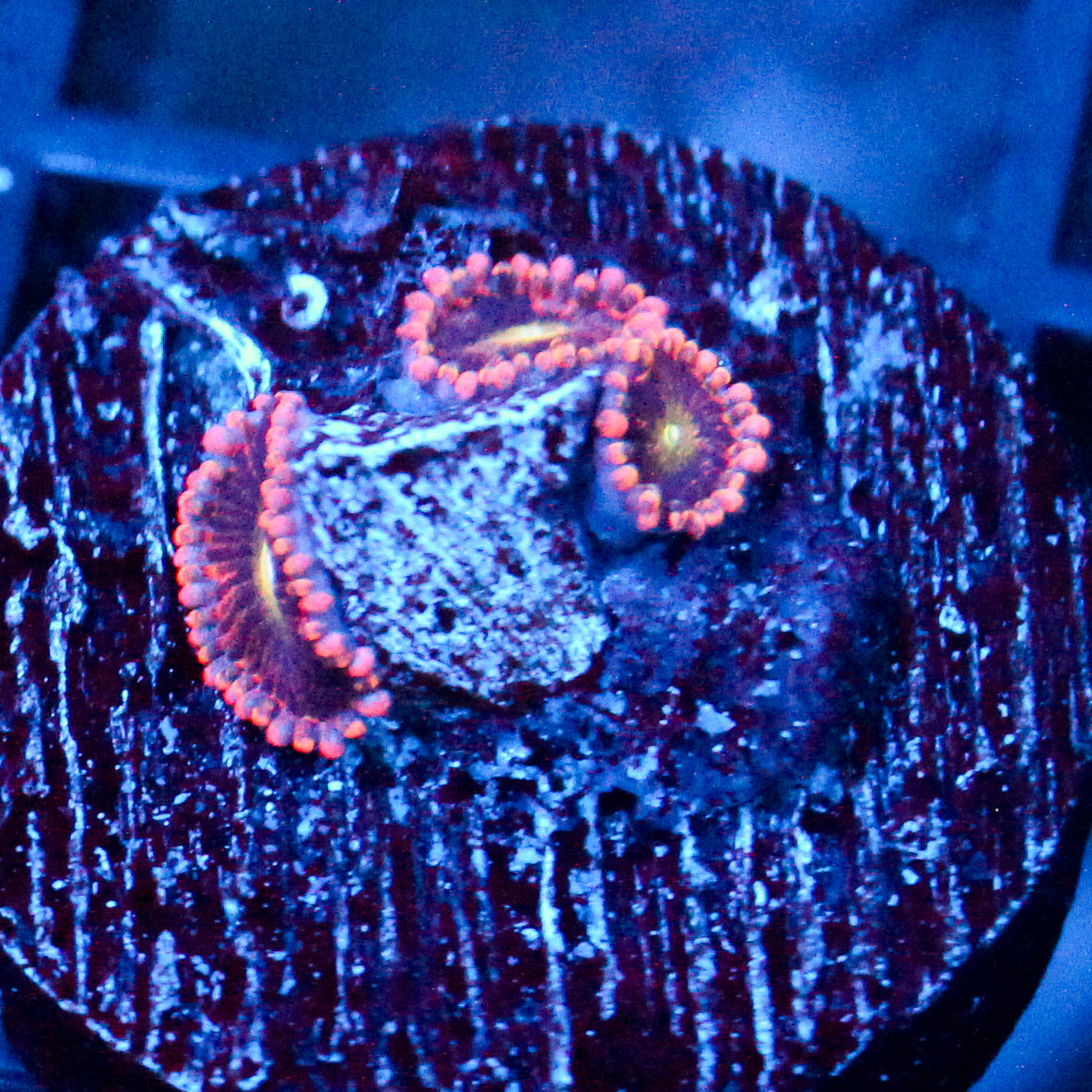 JC Bozos Birthday Zoanthid