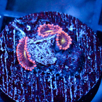 JC Bozos Birthday Zoanthid