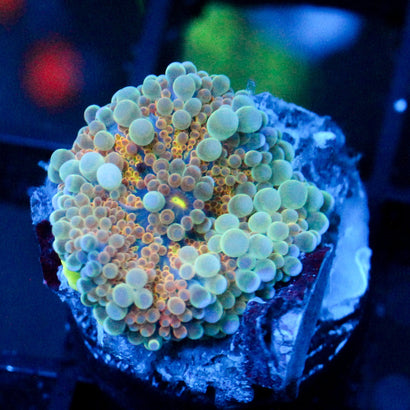 JC Golden Globe Yuma