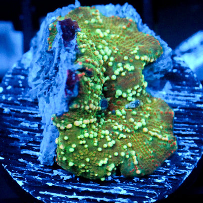 JC Chicken Pox Discosoma