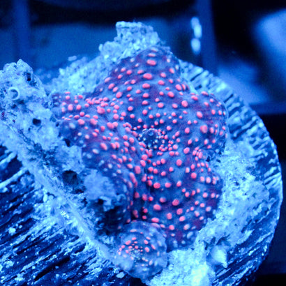 JC Pink Pimple Discosoma