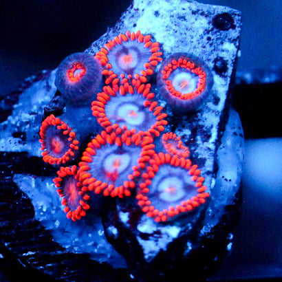 JC Edge of Reality Zoanthid