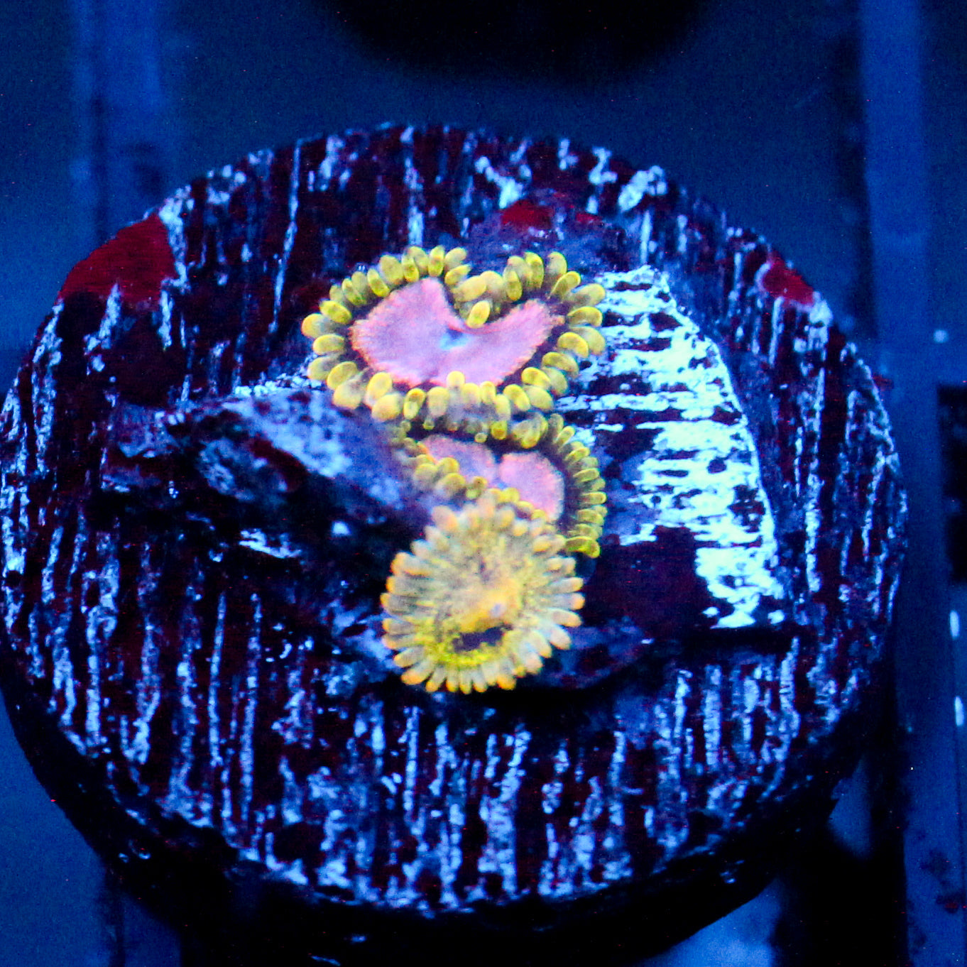 JC Purple Monster Zoanthid