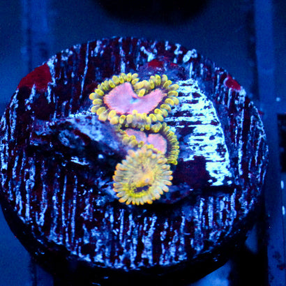 JC Purple Monster Zoanthid