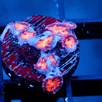 JC Speckled Kraze Zoanthid