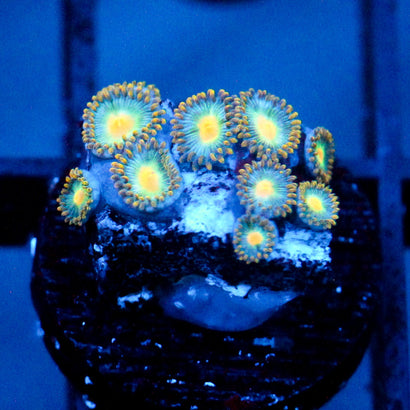 JC Saturn Zoanthid