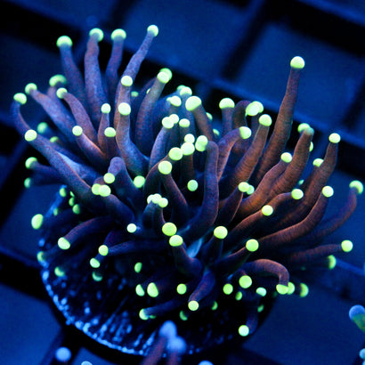 JC Serendipity Torch