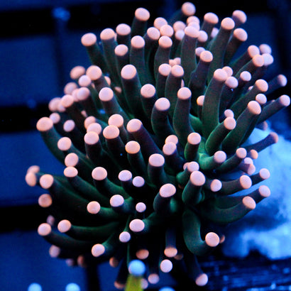 JC Chubby Hurricane Torch