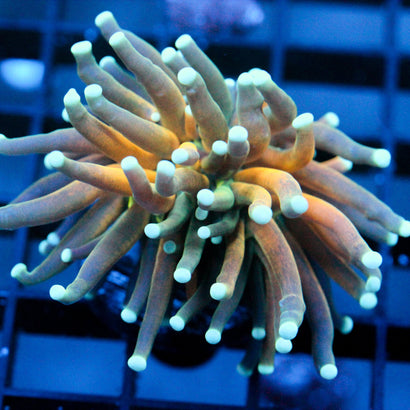 JC Sinister Teal Tiger Torch