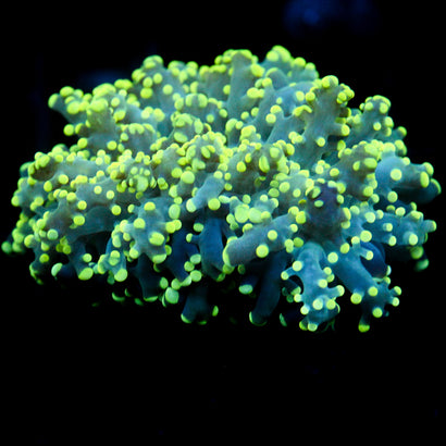 JC Yellow Grouch Octo