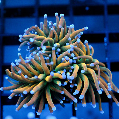 JC Xtreme Torch (triple splitting)