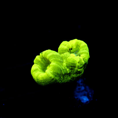 JC Neon Green Trumpet Coral