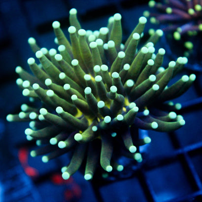 JC Alien Biology Torch