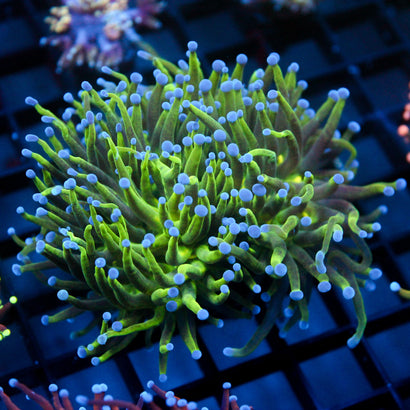 JC Todd's Torch Splitting