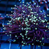 JC Angler Taunt Torch