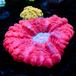 JC Winter Bite Cynarina 3.5"-4.25"