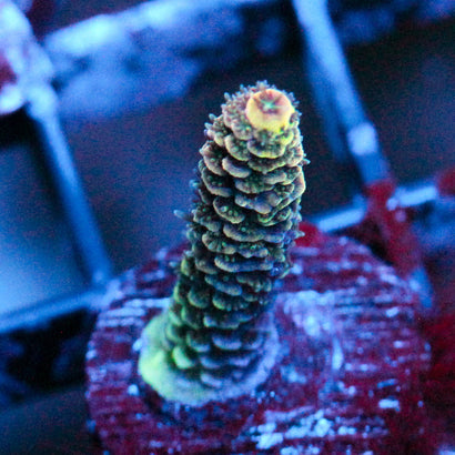 JC Rainbow Pineapple