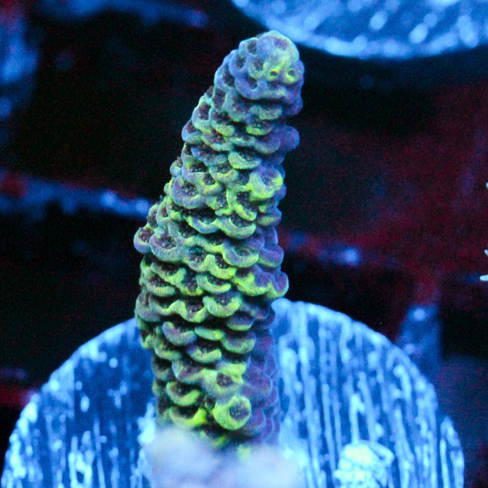 JC Green Creep