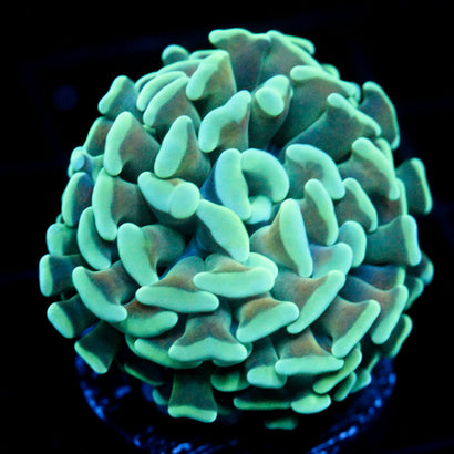 JC Blue Bouquet Hammer