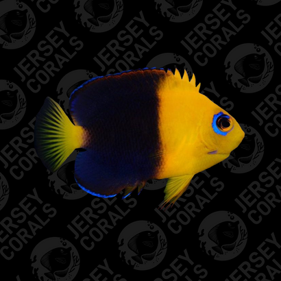 Joculator Angelfish