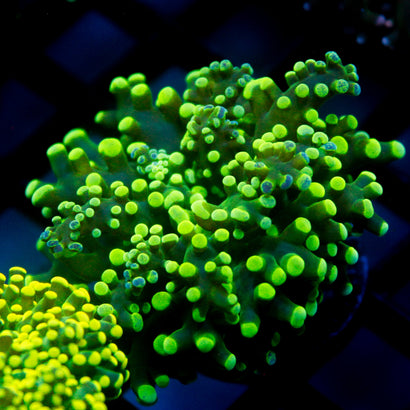 JC Bicolor Splatter Octo