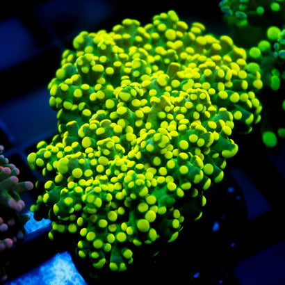 JC Neon Yellow Octo