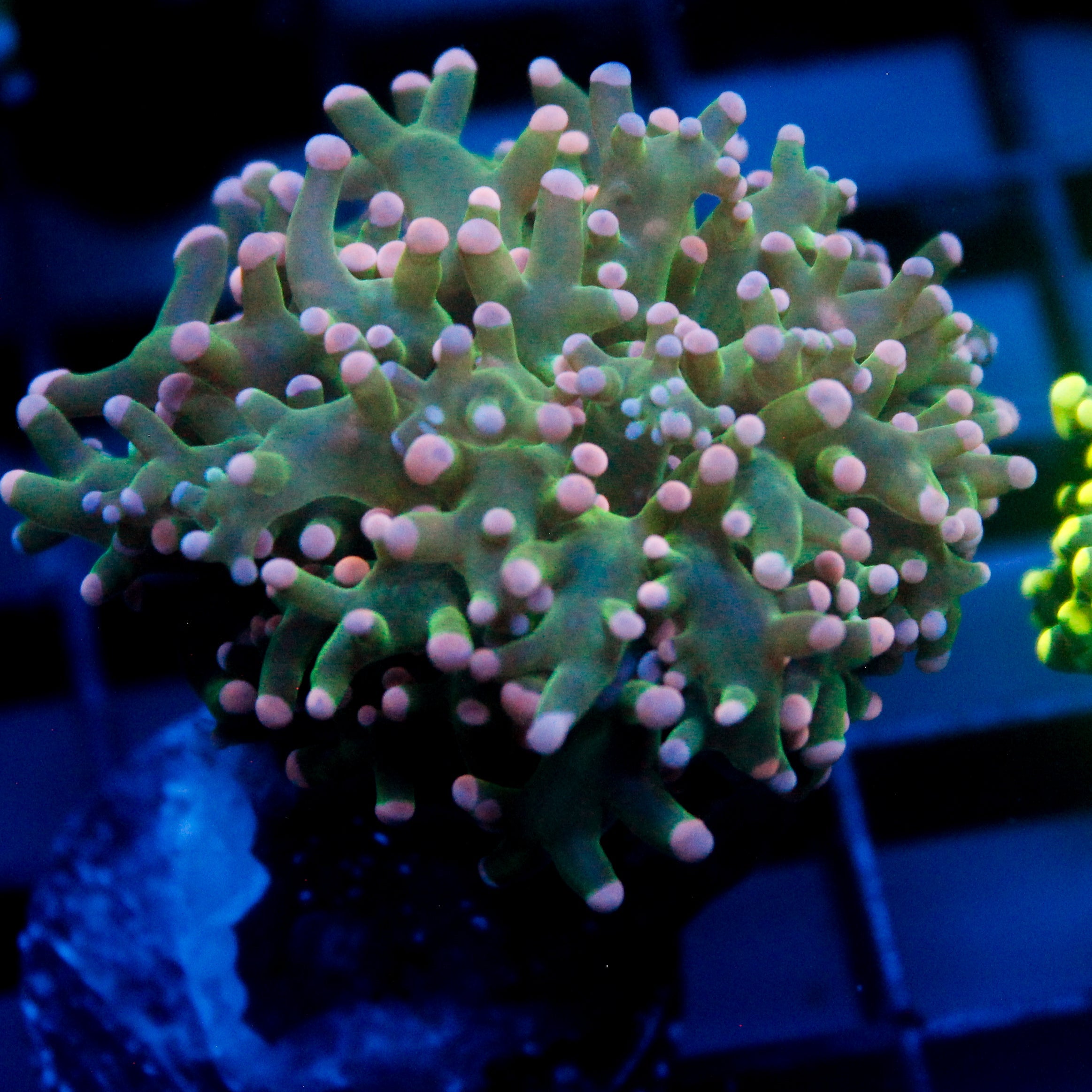 JC Pink Tip Octo