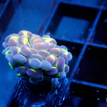 JC Hologram Hammer V1