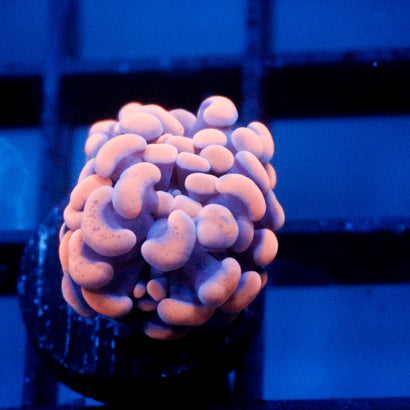 JC Orange Splatter Hammer
