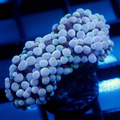 JC Blue Bubbles Hammer