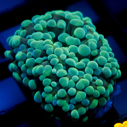 JC Teal Hammer