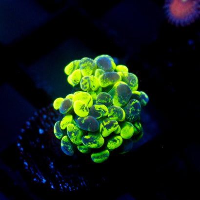 JC Ultra Splatter Hammer