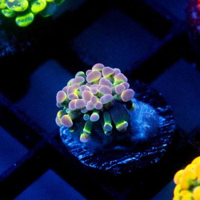 JC Ultra Hologram Hammer