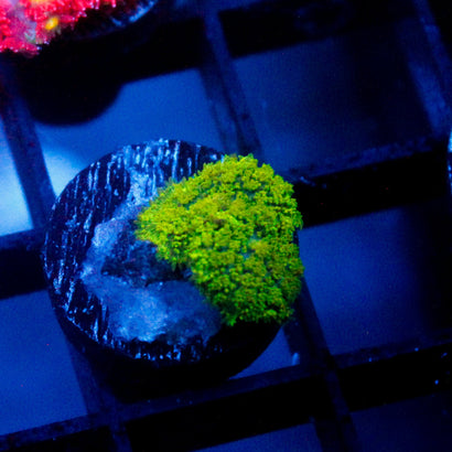 JC Green Rhodactis