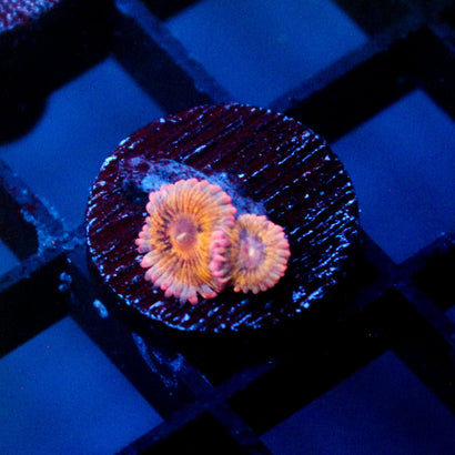 Chiquita Zoanthid