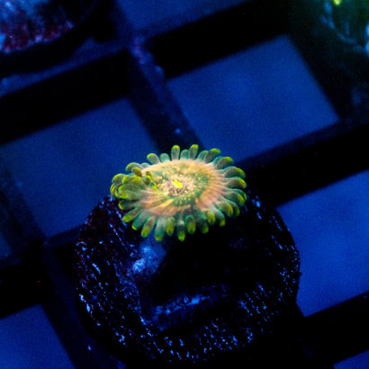 Leprechaun Farts Zoanthid