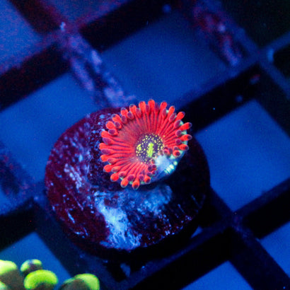 Magician Zoanthid